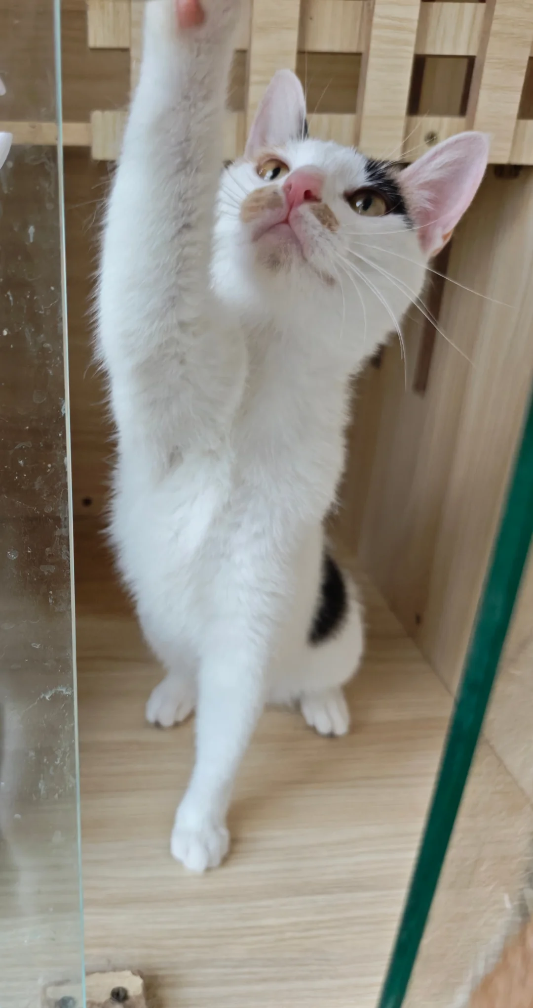 一只被弃养的三花小猫