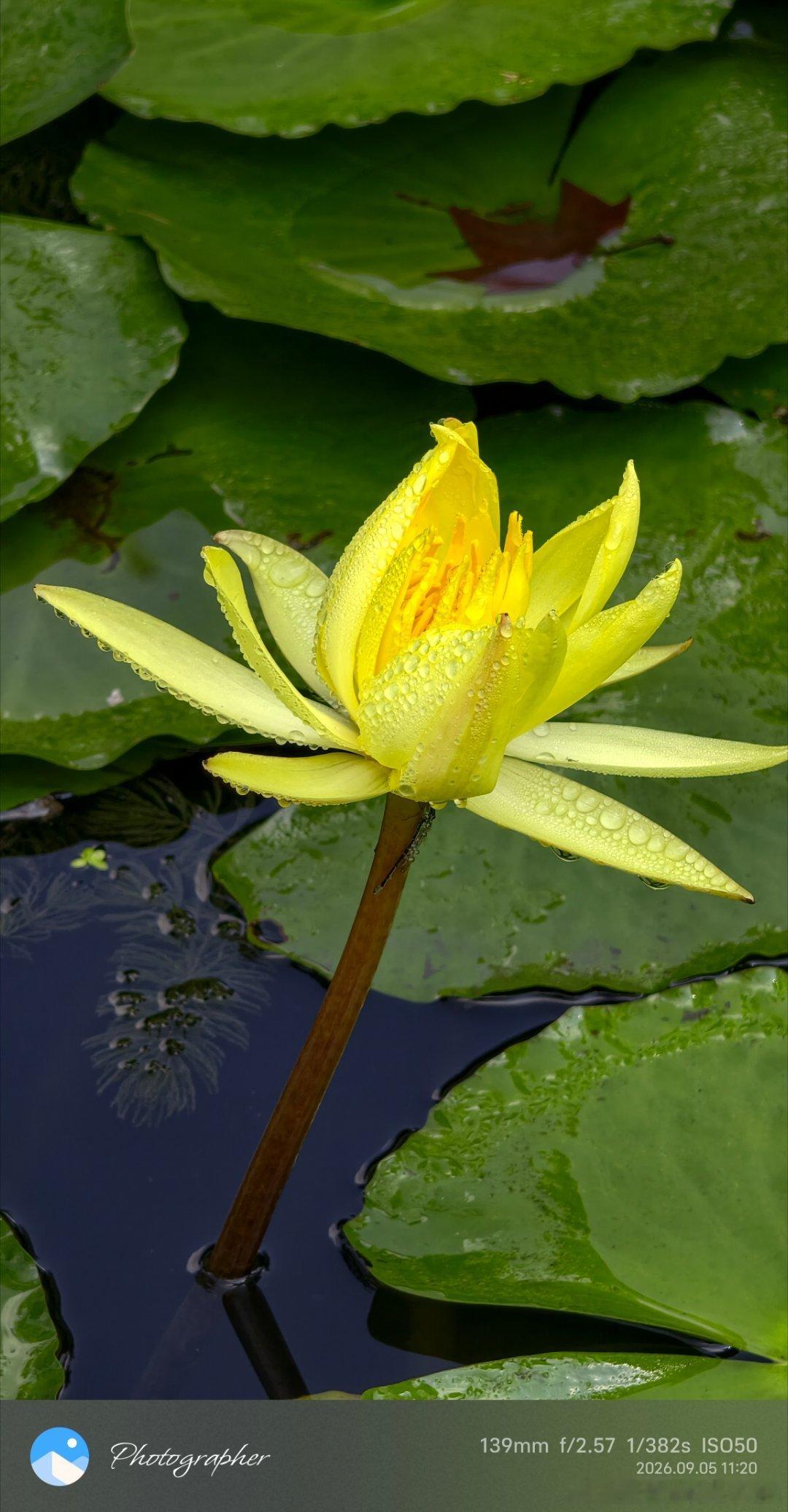 今天玄武湖的睡莲又惊艳到我了
怎么会有那么多颜色的
太好看了
在＋上景区设定的喷雾
如梦如幻[鼓掌][鼓掌][鼓掌][围观][围观][围观]
#vivo[超话]##随手拍##九月##睡莲##周末愉快##运动手环 皮炎#
运动手表⌚我就是白天佩戴   晚上不戴
有的人可能长时间佩戴甚至24小时戴着
天热闷汗啥的   多少引起皮 ​