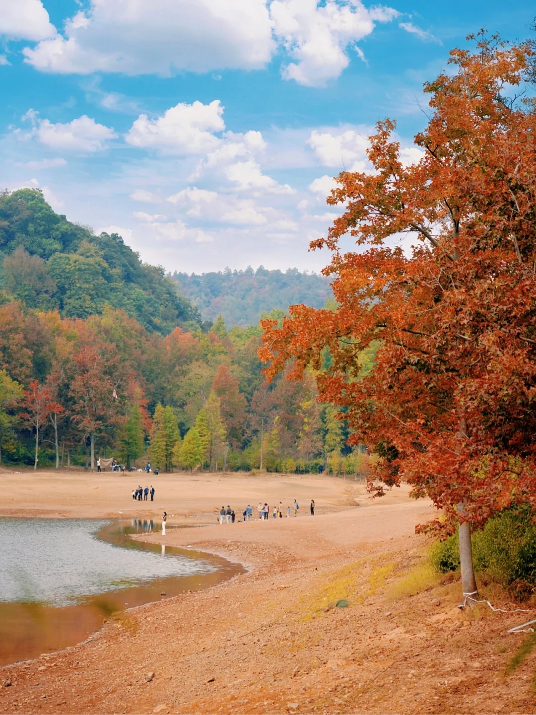 惊喜‼️杭州这个林场竟藏着五彩斑斓的秋🍂