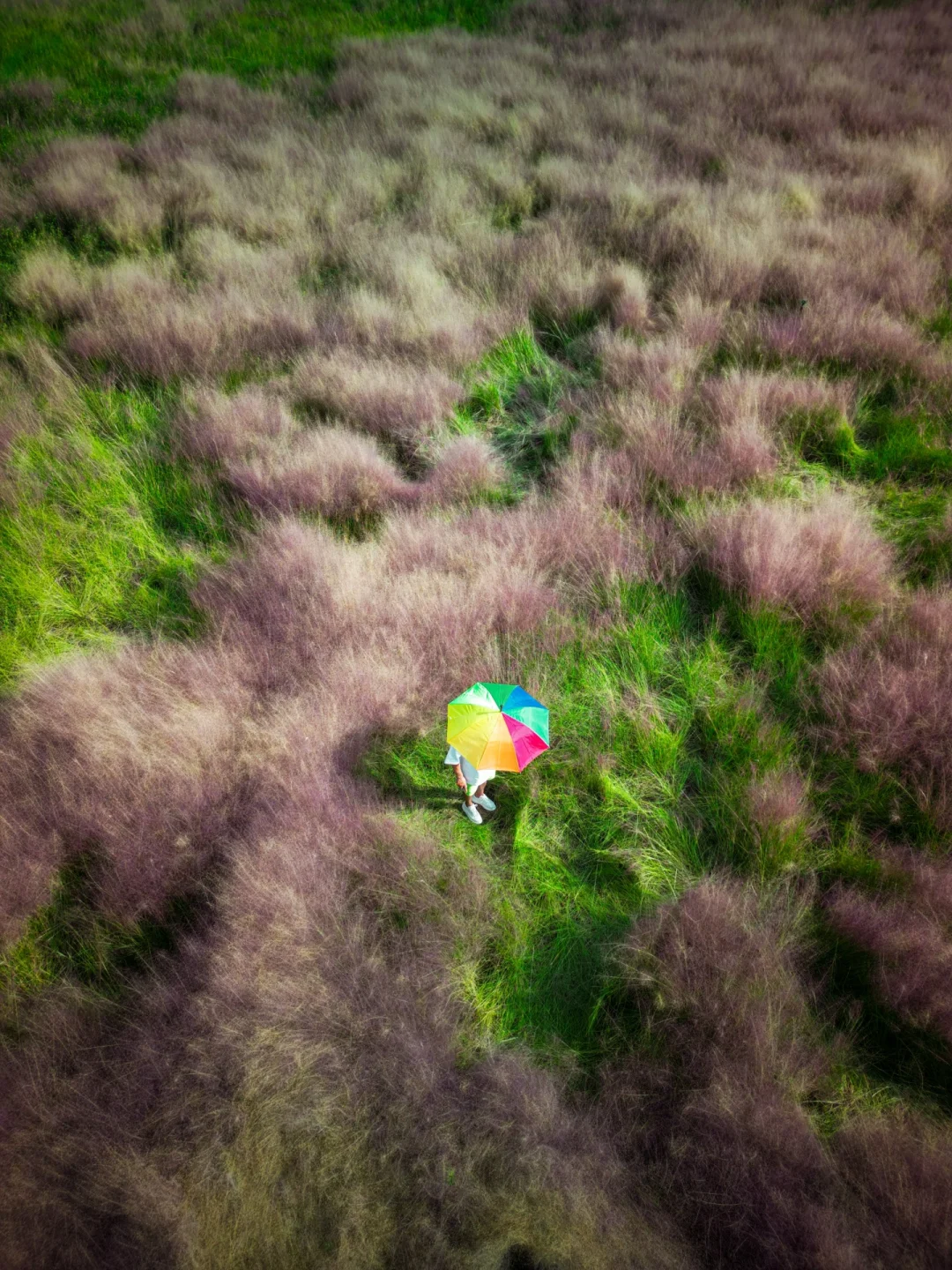 重庆最早的粉黛乱子草子长好了，快冲🌈❤️