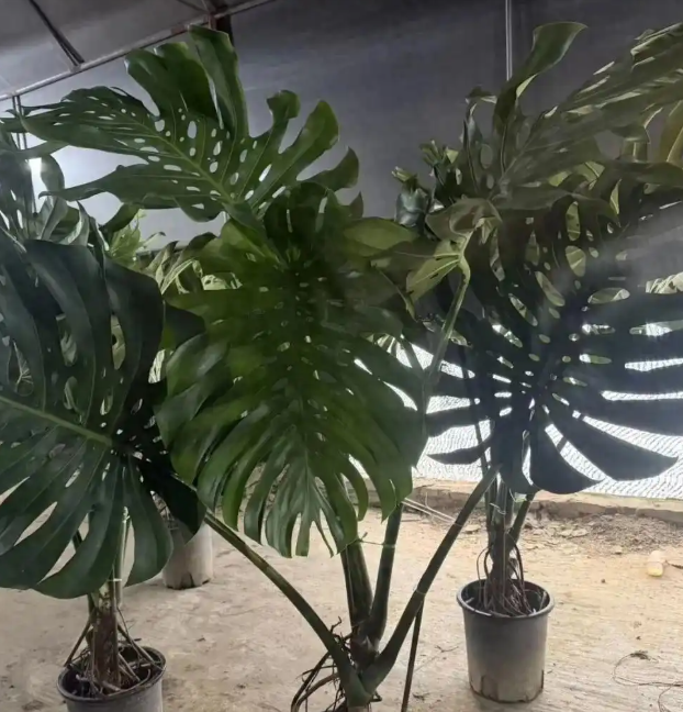 不惯你臭毛病‘奉陪到底！广州，一女子经营绿植网店，半年前顾客花258元买了一颗龟背竹，半年后称龟背竹枯萎，再下一单要求全额退款，遭到女子明确拒绝，没成想对方连续提交六七个工单，导致店铺被平台清退，最后还以信息网络平台合同纠纷为由把女子告上法庭，面对这场突如其来的官司，女子没有选择私下和解退让，她只说
