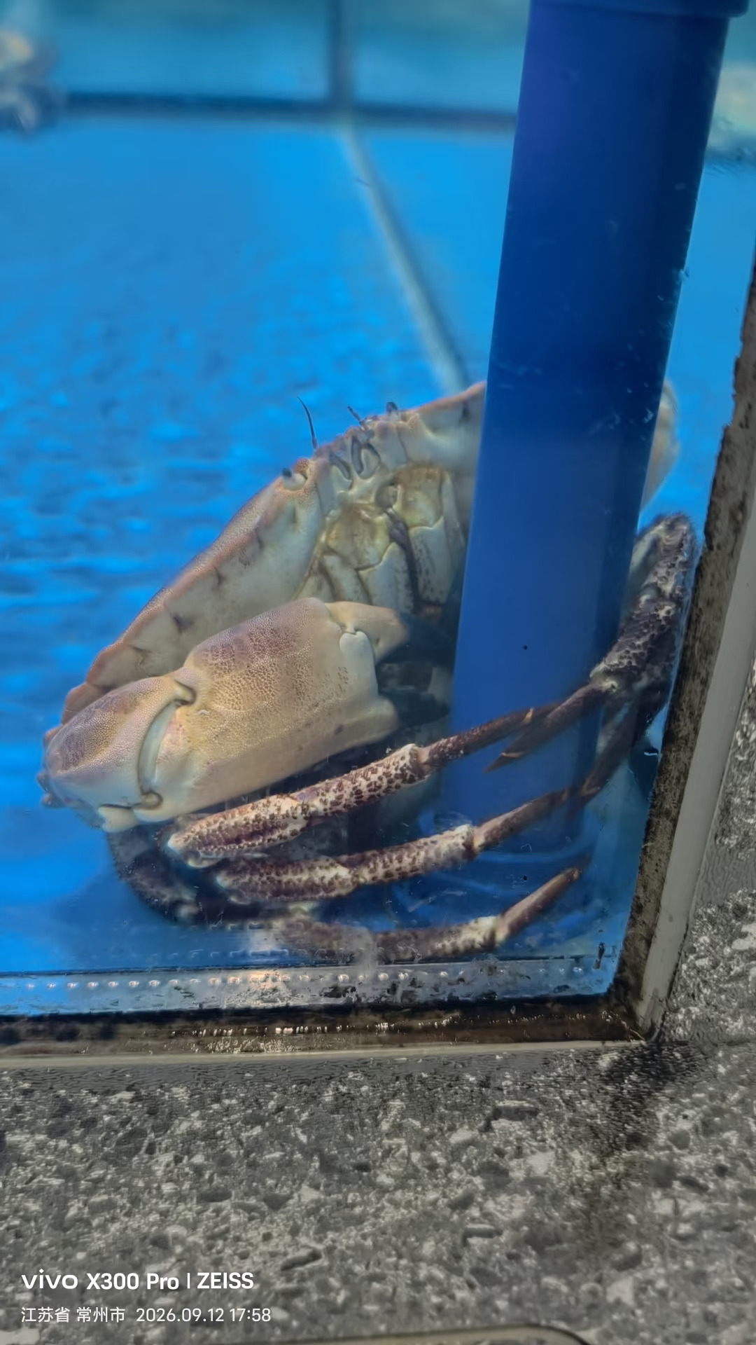 要逃跑的螃蟹🦀