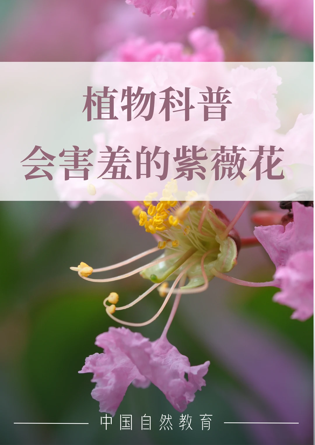 科普知识｜会害羞的紫薇花