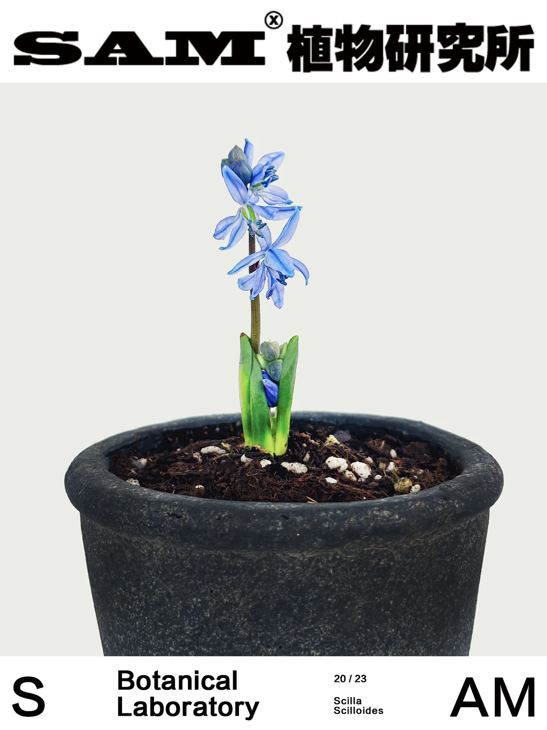 西伯利亚绵枣儿｜Barnardia Japonica