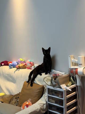 一转头真给我笑鼠