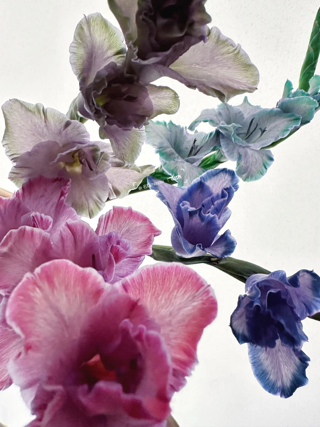 吸色实验室1️⃣｜剑兰