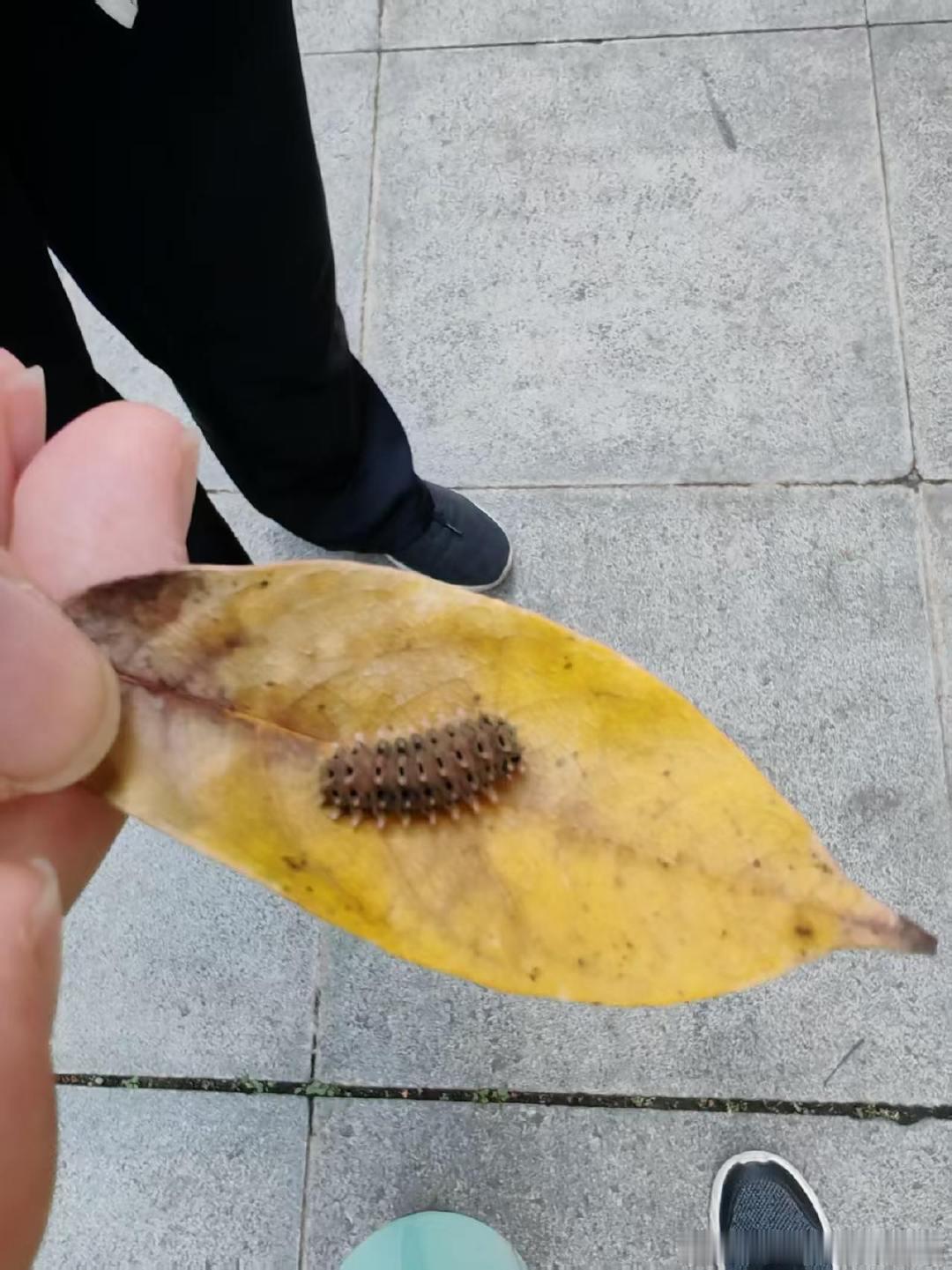 博物博物，请问这种小虫子是什么虫哇？
查了deepseek说是尺蠖或者舟形毛虫，但是搜照片看起来不太像。
有橘色的小脚，会吐丝然后从树上速降。手里这只感觉太胖了挂不住掉下来了。
附近的植物有红叶李，桂花树，还有栾树。虫子们好像是从红叶李或者栾树上速降的。 ​