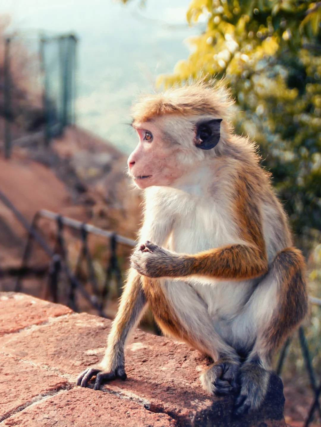 旧图·斯里兰卡🇱🇰狮子岩上的小猴子