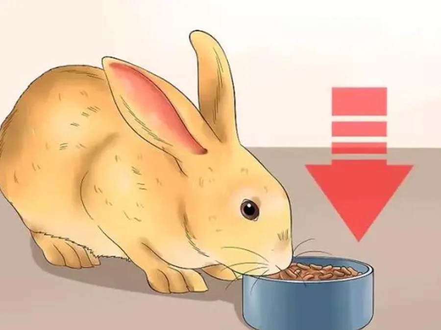 人们对鸡蛋的恐惧，源于100年前的一只兔子