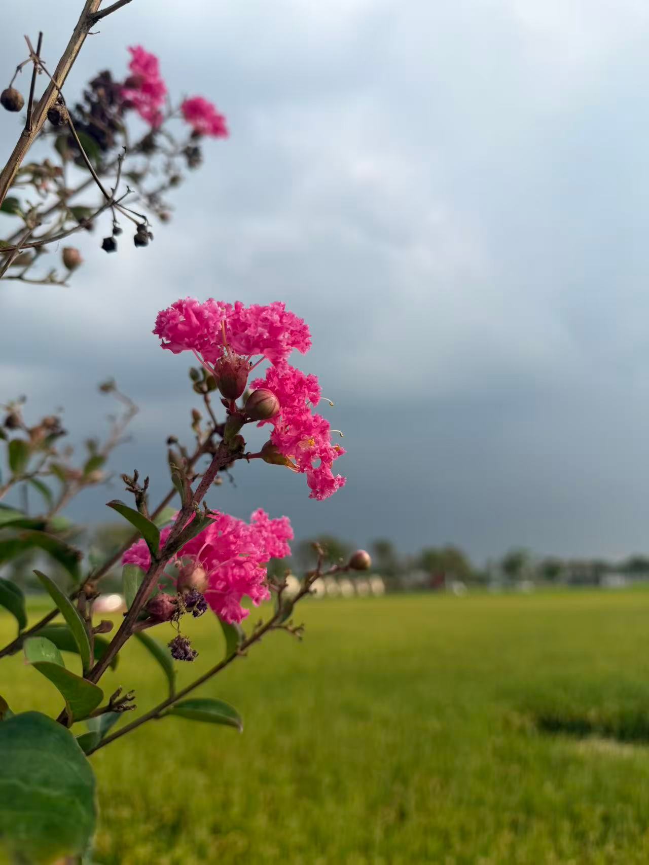 漫行草木间 带上喜欢的芳香，来郊野转一转，感受真的不同；人间烟火  大片快要成熟的稻田铺到天边，风一吹就掀起层层浅金的浪，沿着田埂慢慢晃，钻进道旁的树荫里，连阳光都变得软和；风起云散 白鹭扑棱着翅膀从田埂上飞起，影子在稻穗上轻轻擦过；往林间的帐篷里一躺，手旁的咖啡冒着温温的热气，刚出炉的面包带着麦香和果木的熏味，鼻尖绕着稻叶的清香气，连时间都慢得像要停下来；