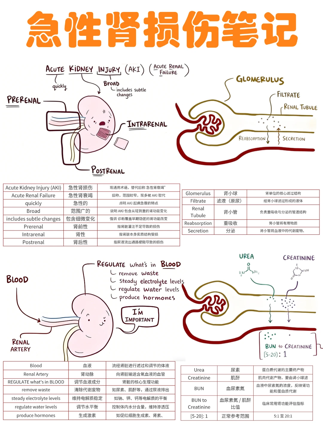 备考RN/急性肾损伤笔记！！学！！单词