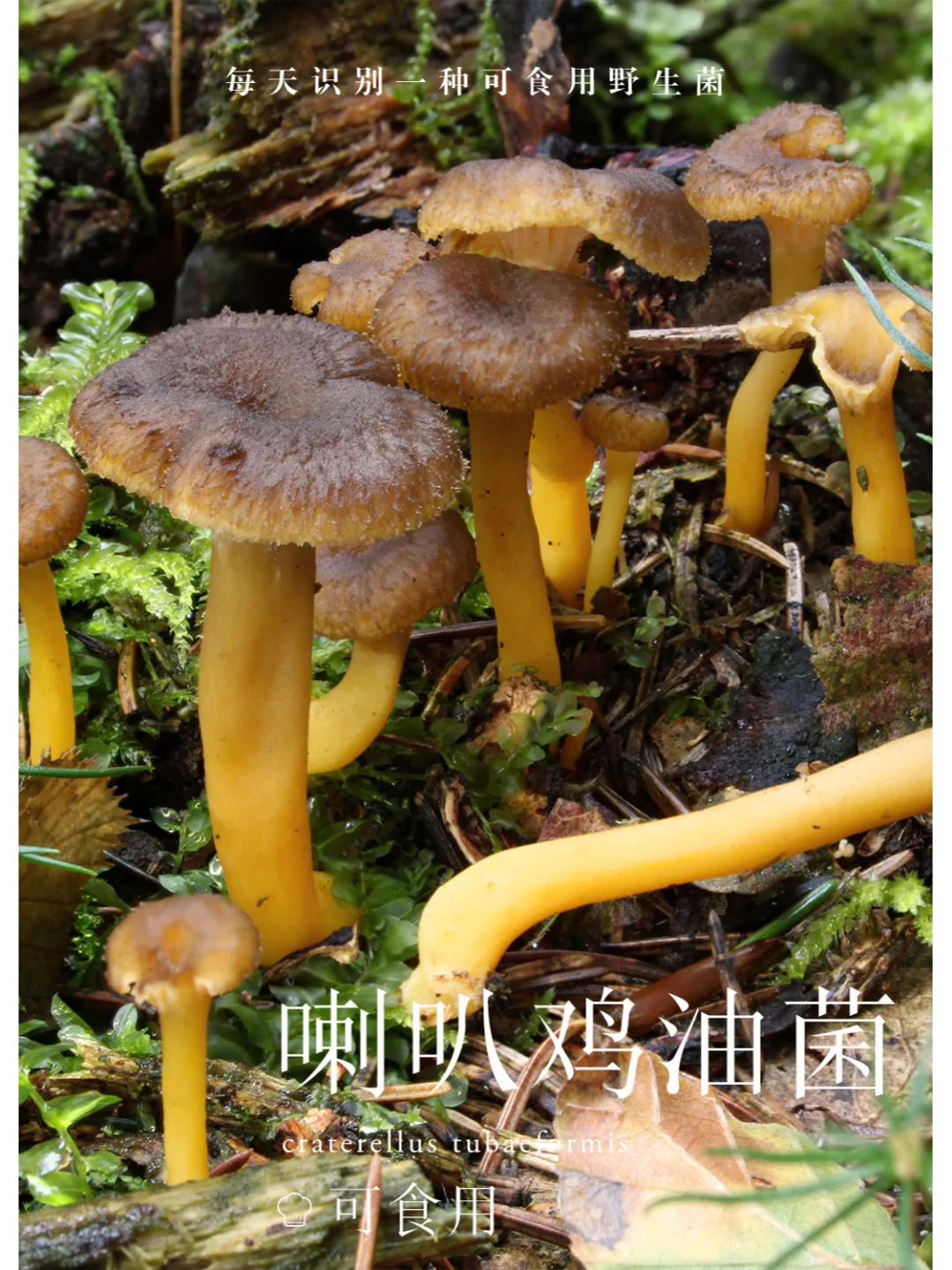 喇叭鸡油菌，又一种可食用的鸡油菌