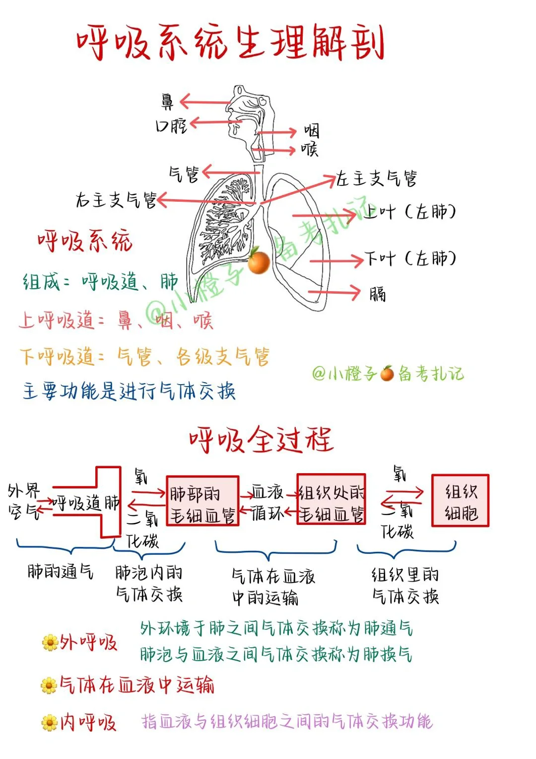 📖护师笔记｜内科护理学｜呼吸系统生理解剖🫁