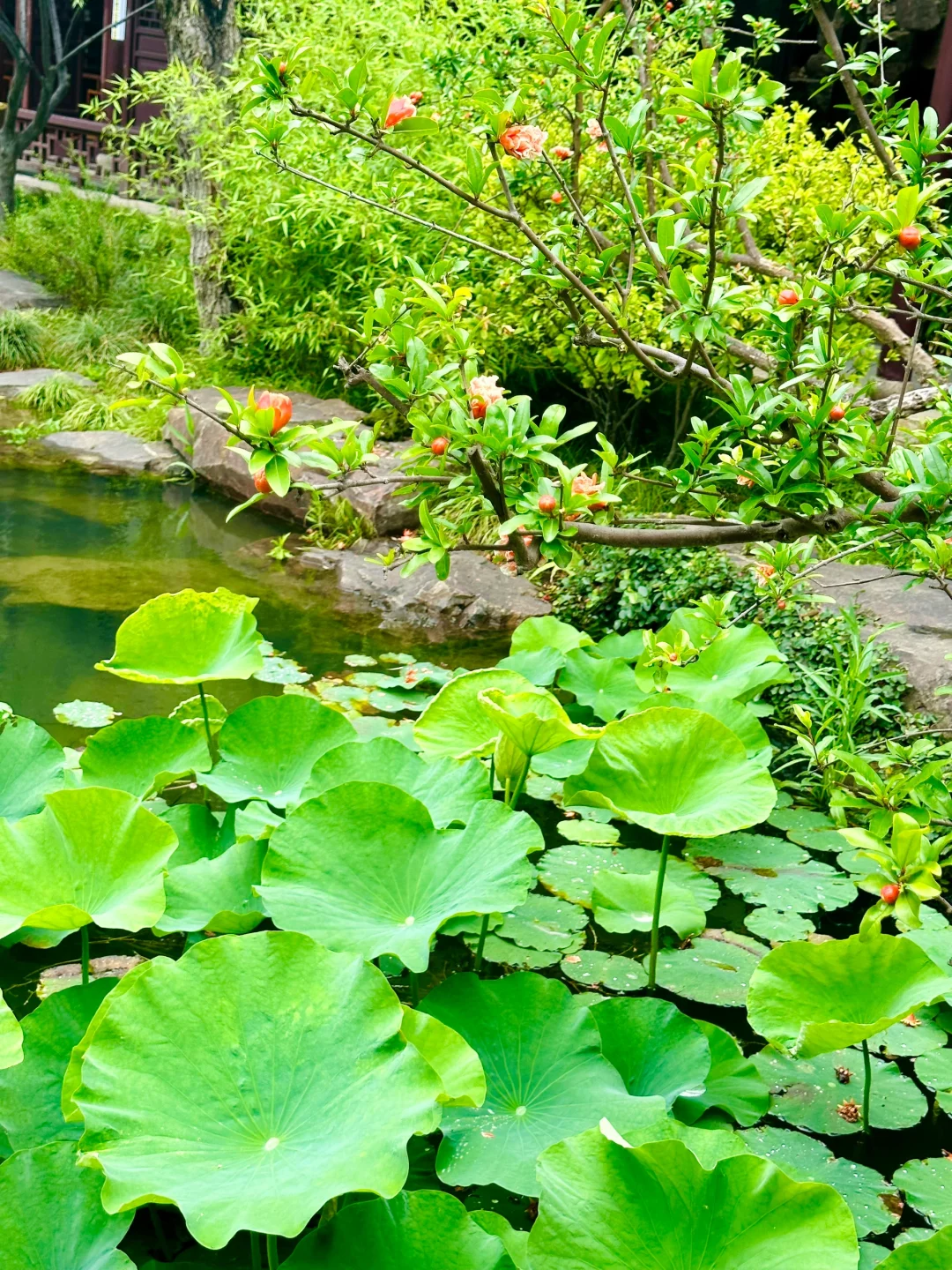 百年前，苏州最早的博物馆诞生于这个园林