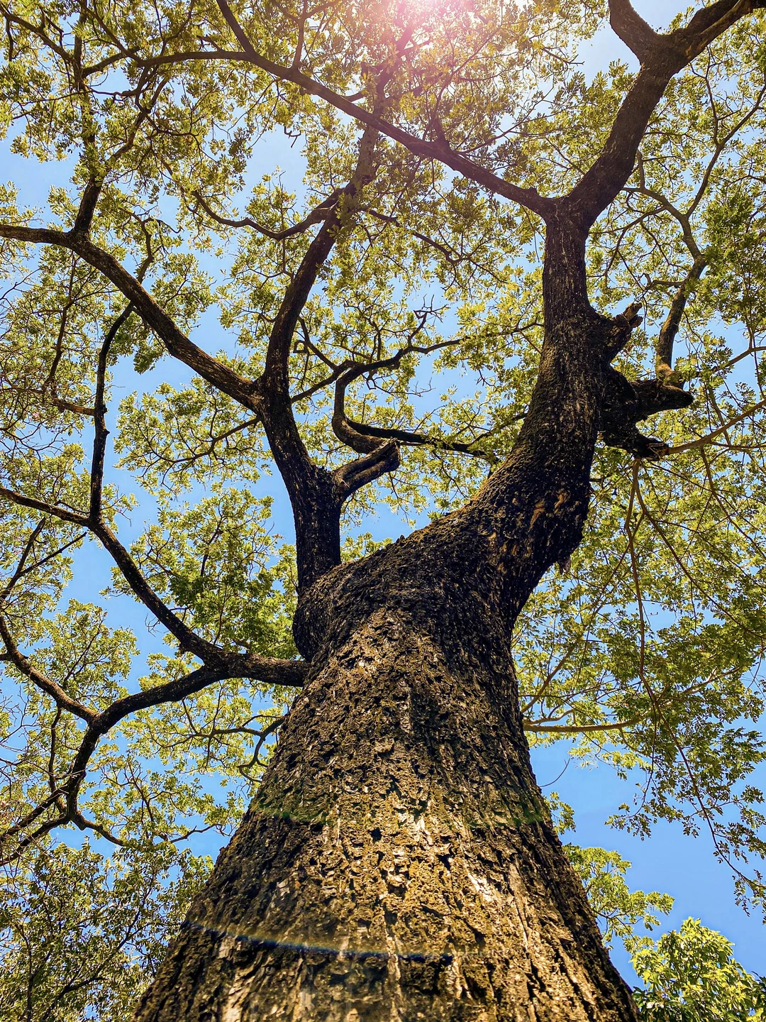 可以交换一张你拍的树🌳吗