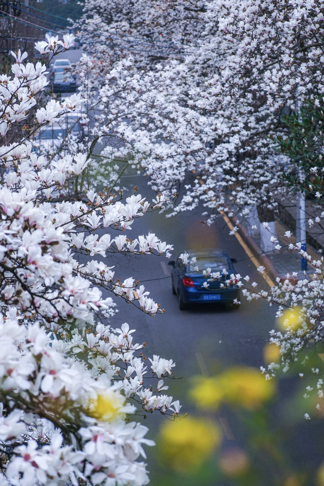 比起法喜寺 我期待烟火小巷里的玉兰花开