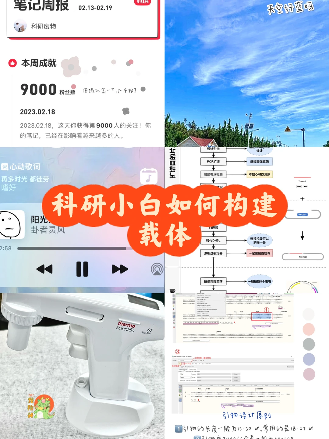 科研小白如何构建载体？