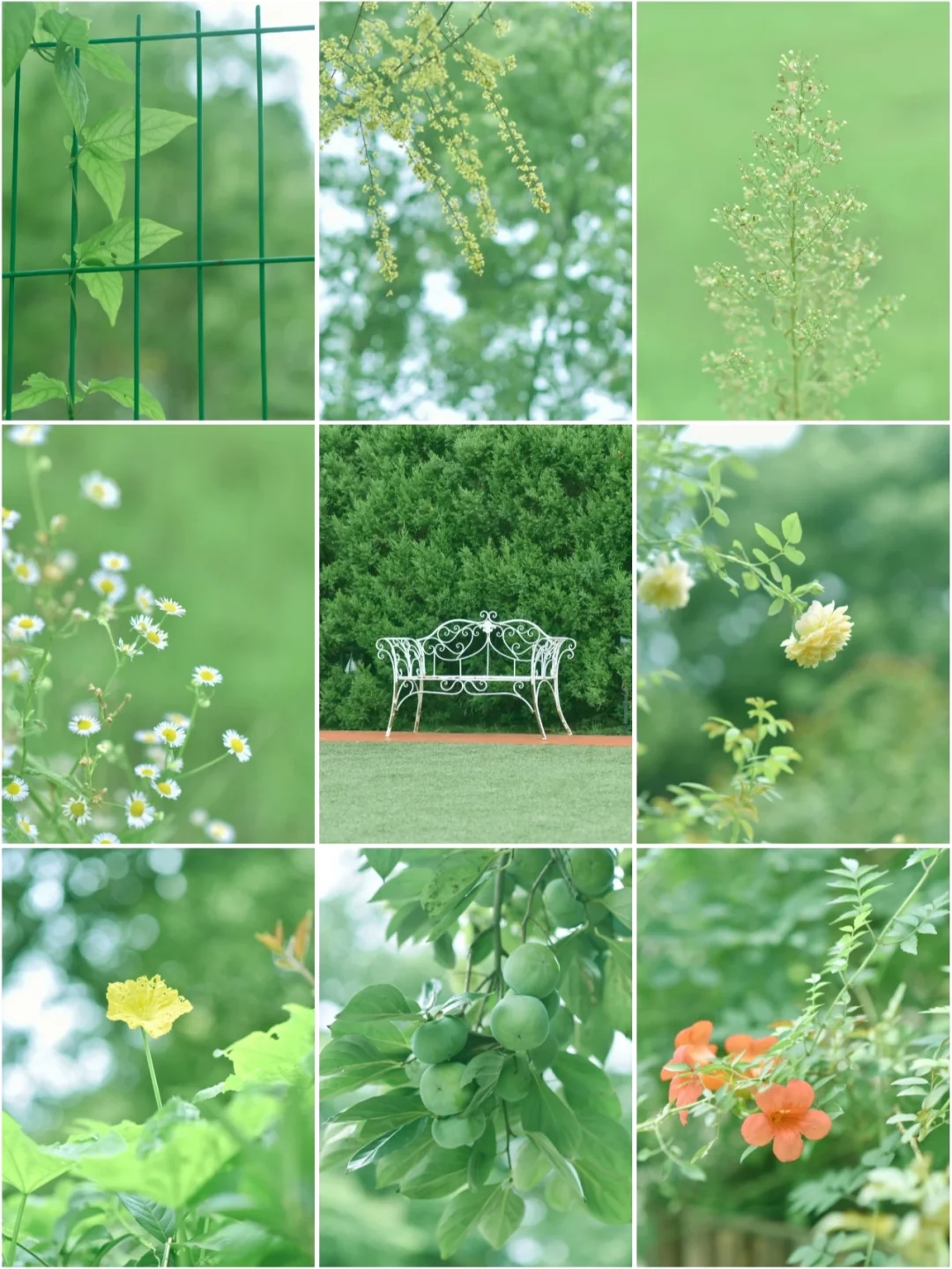 治愈绿壁纸/百看不腻的清新绿这么调！