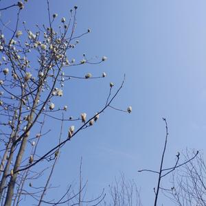 我叫红茶想做娱乐领域