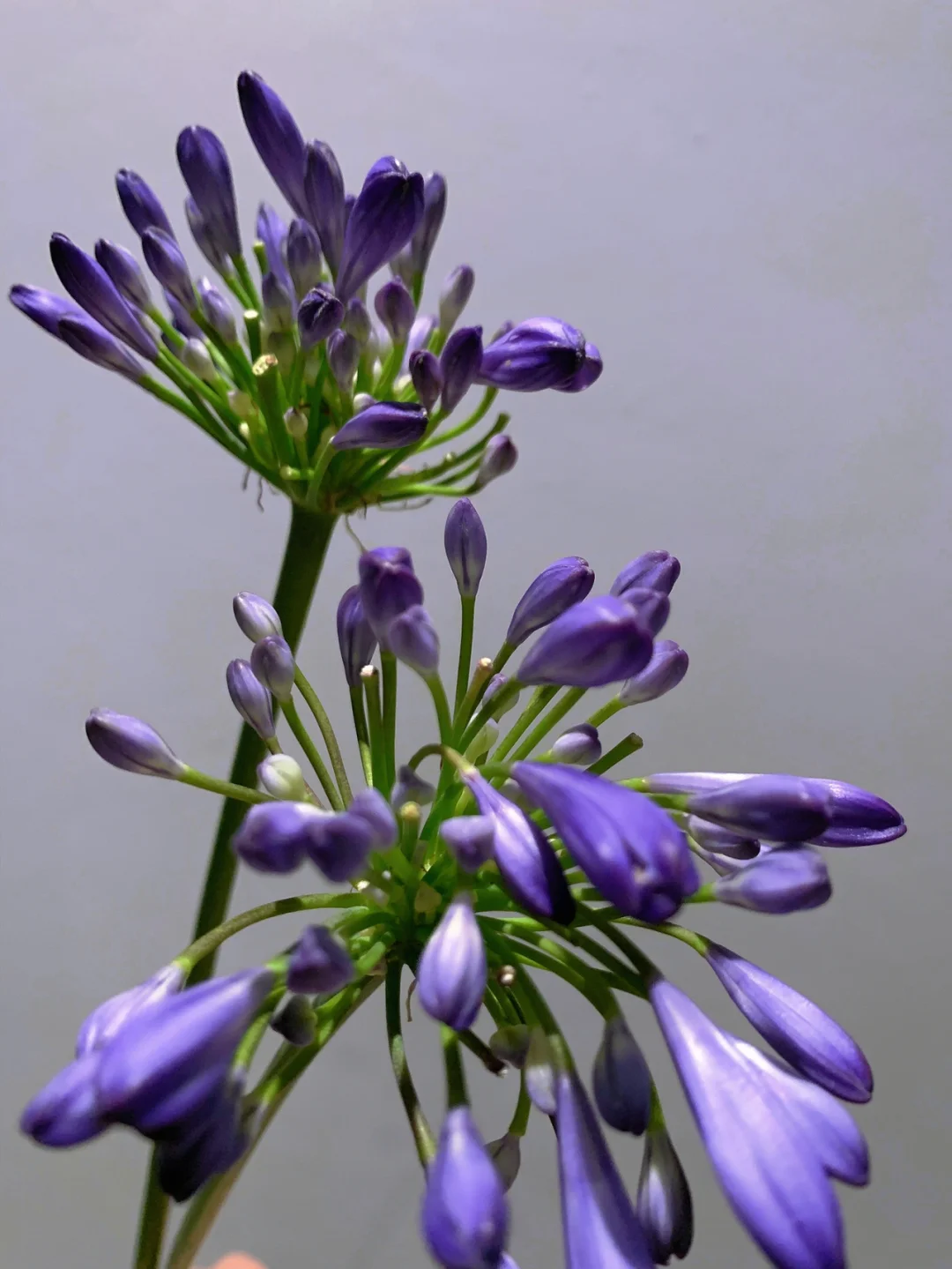 带你每天认识一种花材80｜百子莲