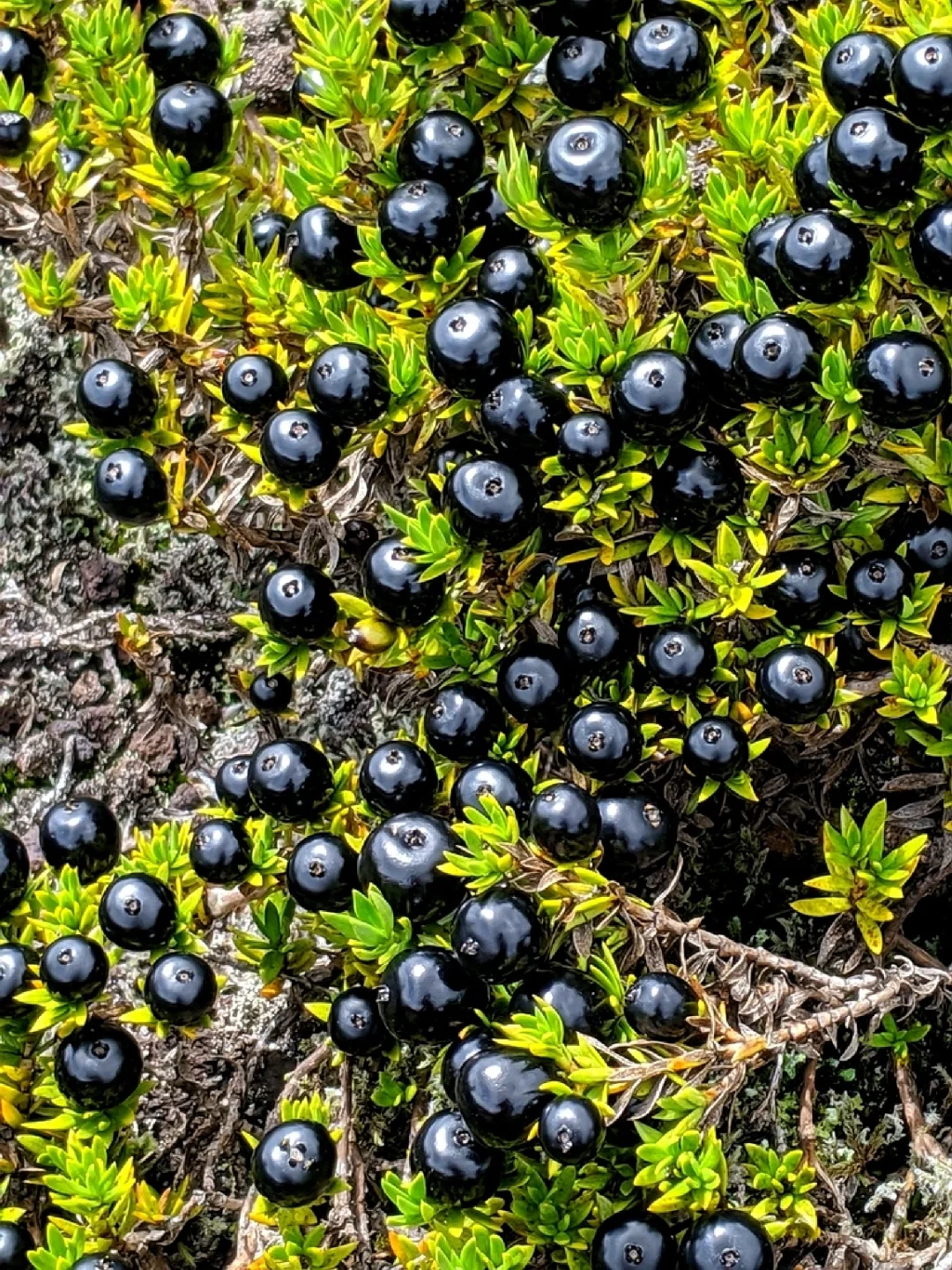 稀有浆果～夏威夷黑莓Coprosma ernodeoides