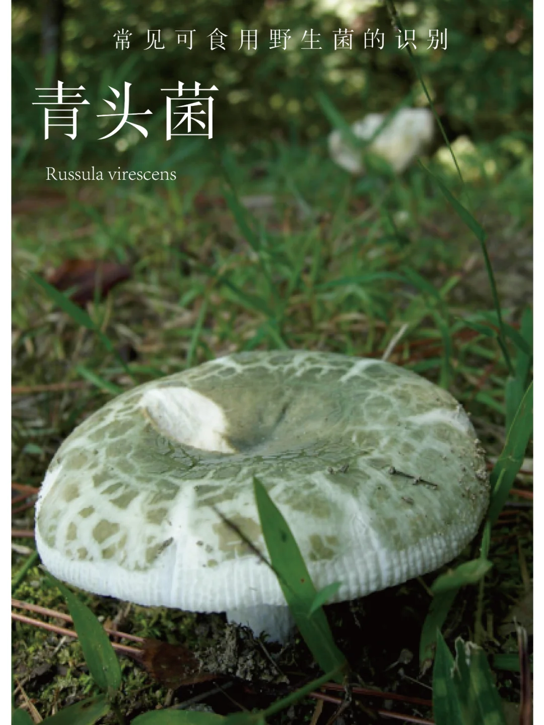 常见可食用野生菌的识别 | 青头菌🍄