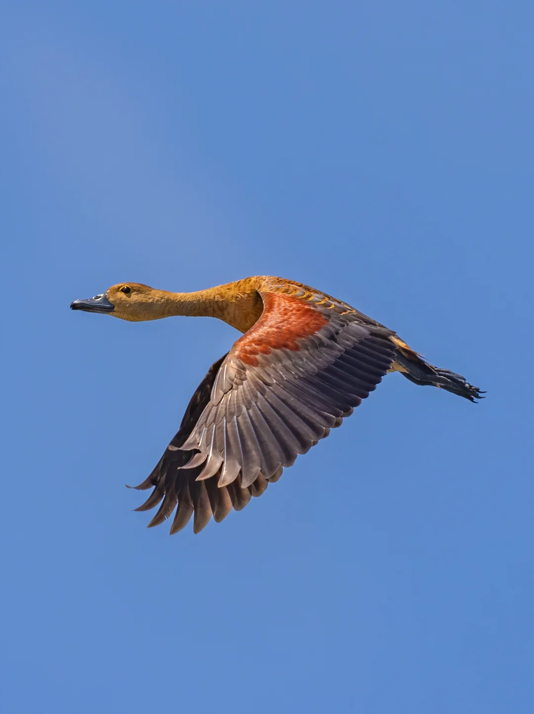 什么鸭鸭发生了“美拉德反应”？