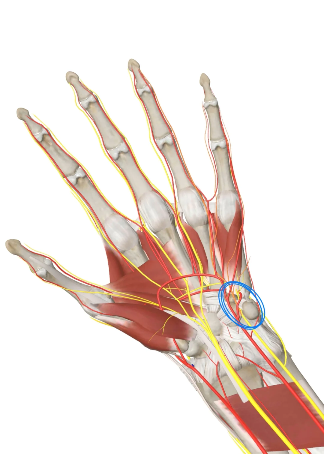 骑自行车时手发麻，可能是卡压到腕尺管内的尺神经了。