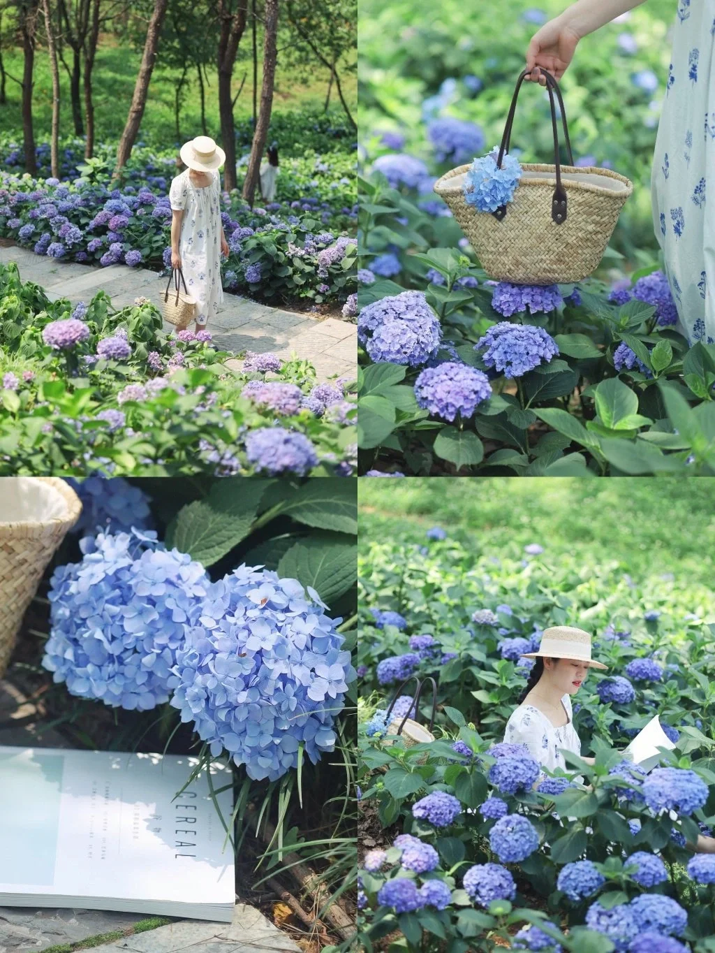 武汉童话仙境❗️这片绣球花海美到窒息❗️