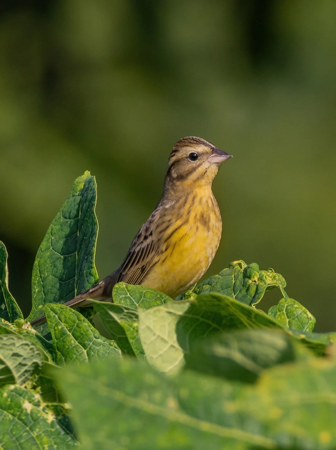 极危物种黄胸鹀从灭绝的边缘拉回来了？