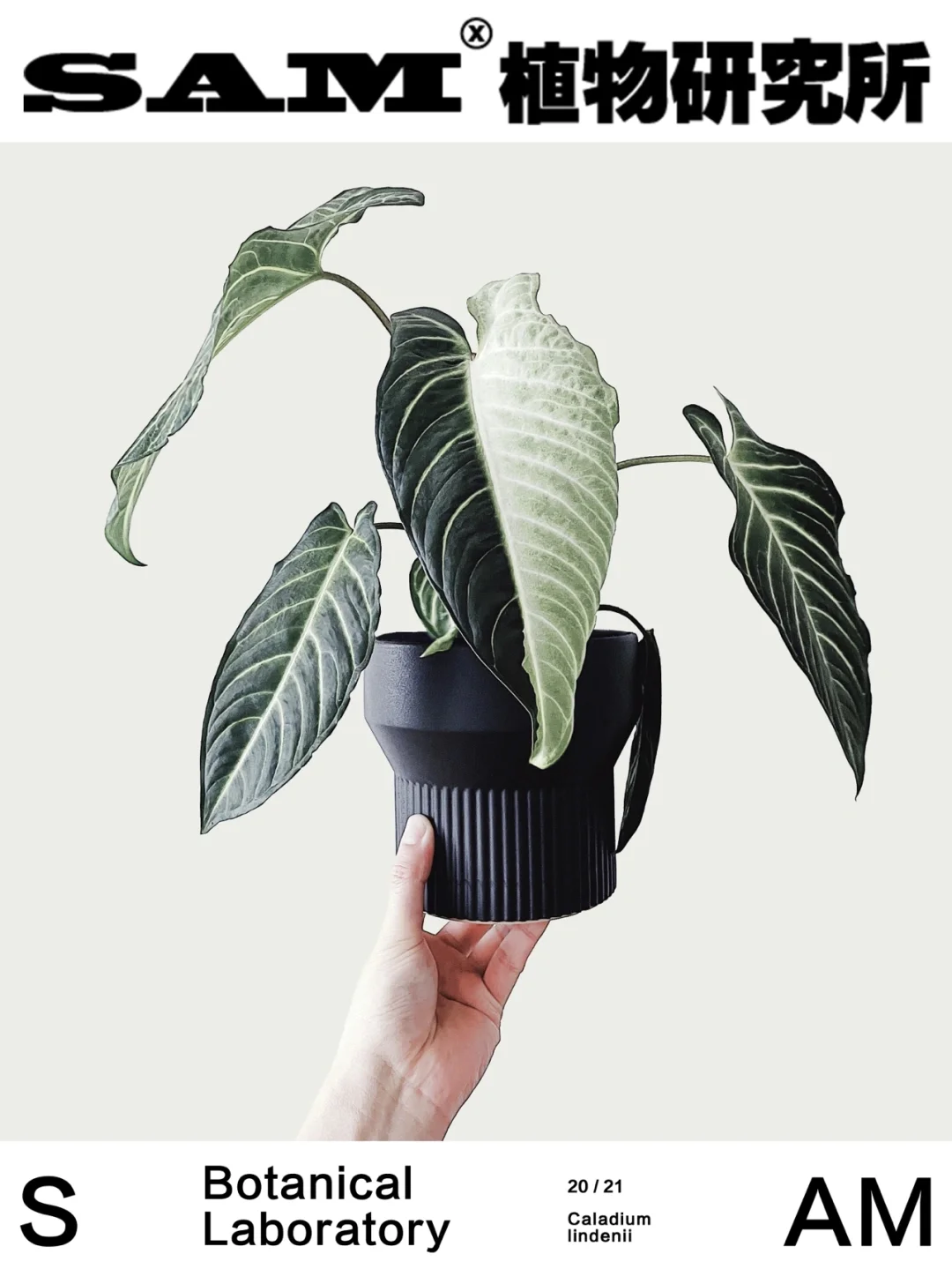 乳脉千年芋｜Caladium lindenii