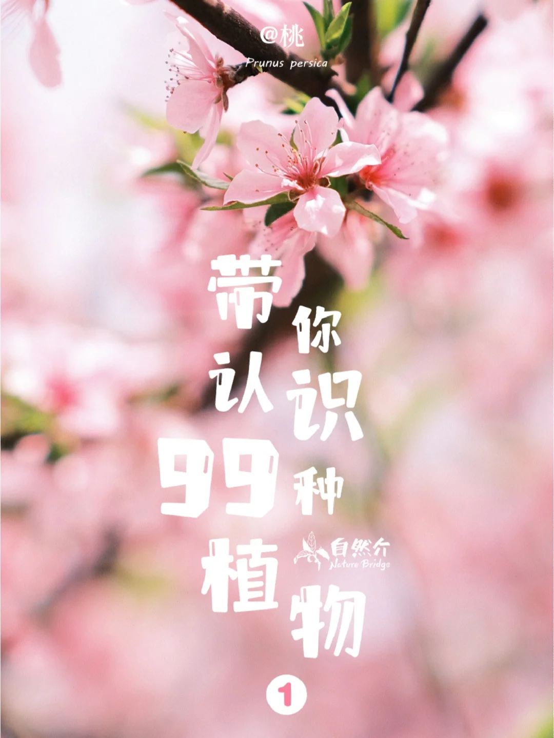 带孩子认识99种植物