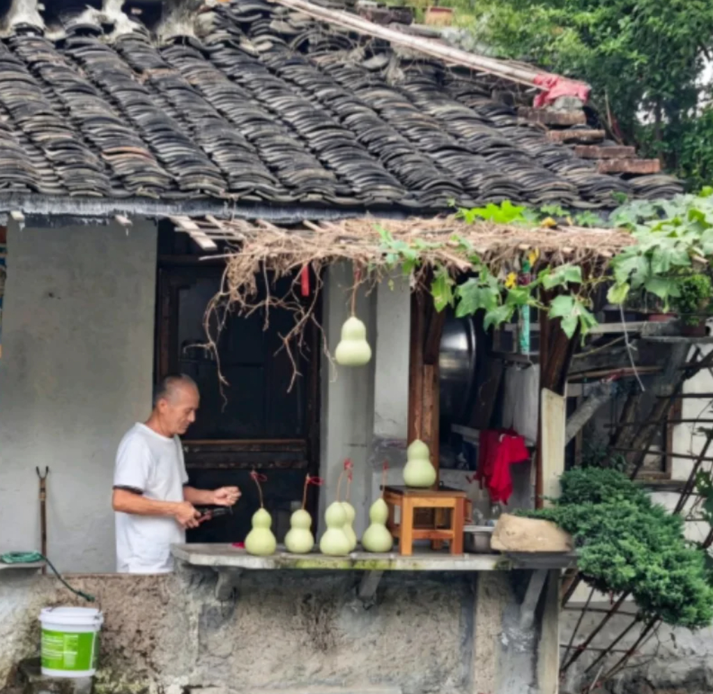 【#葫芦爷爷重新挂出葫芦#】

绍兴书圣故里的 “葫芦爷爷” 陈金敖将此前剪下的七个葫芦，再次挂回自家阳台原址，引发网友关注。此前因大量游客扎堆打卡、直播围观，担心人流过大带来安全隐患，老人无奈剪下葫芦，希望恢复平静生活。

不少外地游客专程赶来却扑空，看着游客遗憾的模样，老人于心不忍， ​