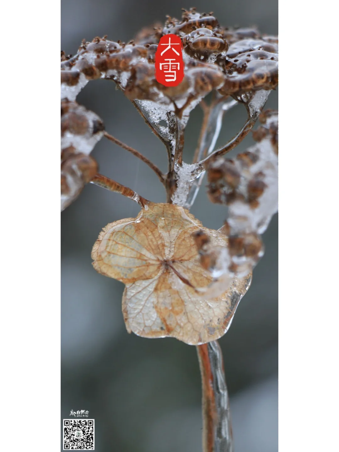 二十四节气 大雪