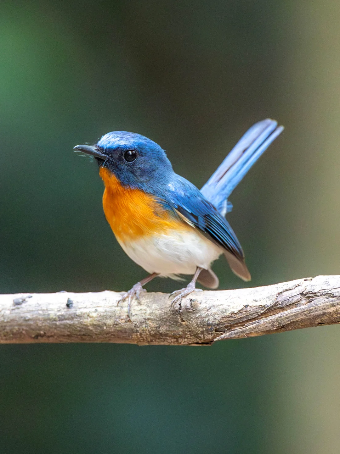 迷人的撞色小鸟：印支蓝仙鹟