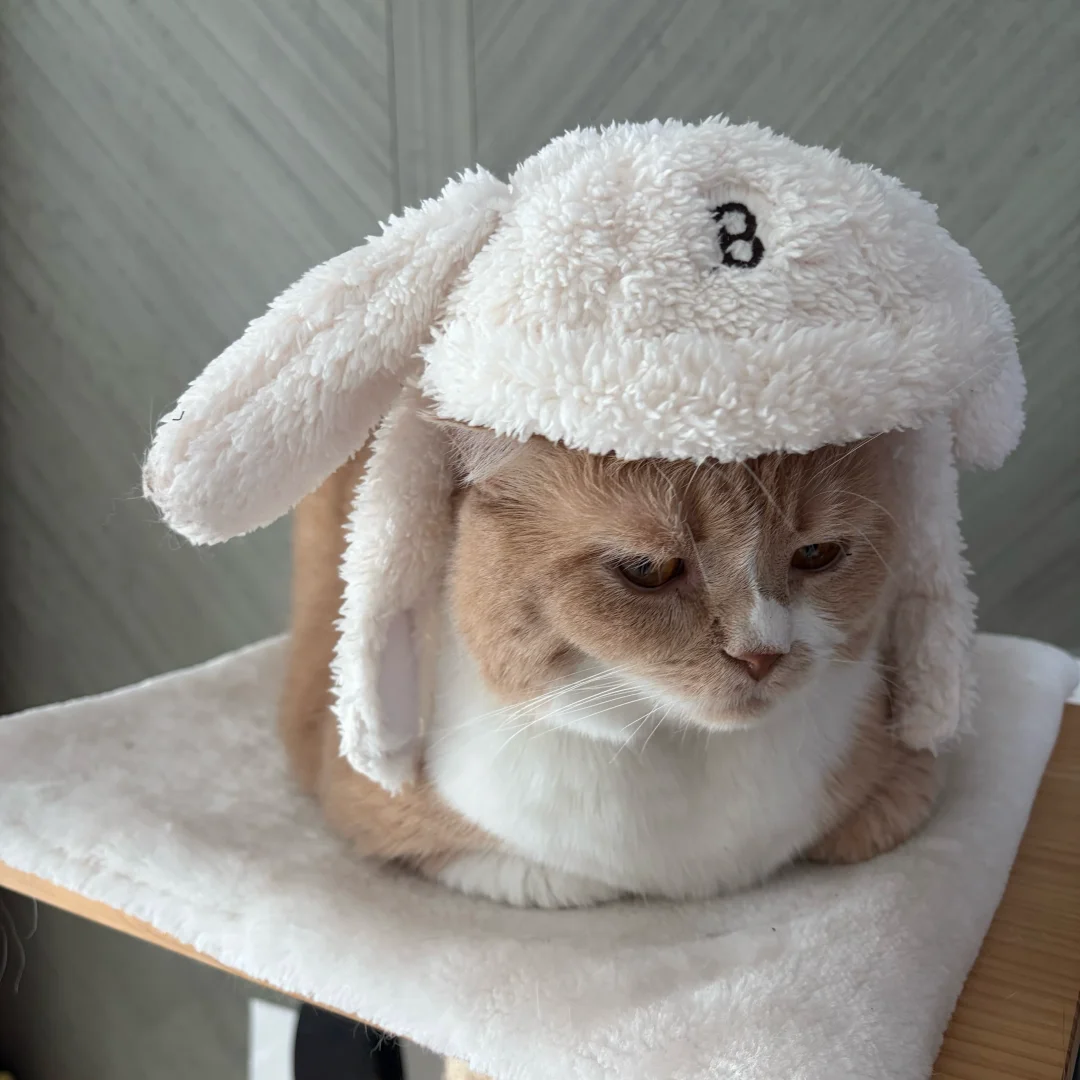 一败兔地🐰
#哈基米 #猫咪日常 #萌宠出道