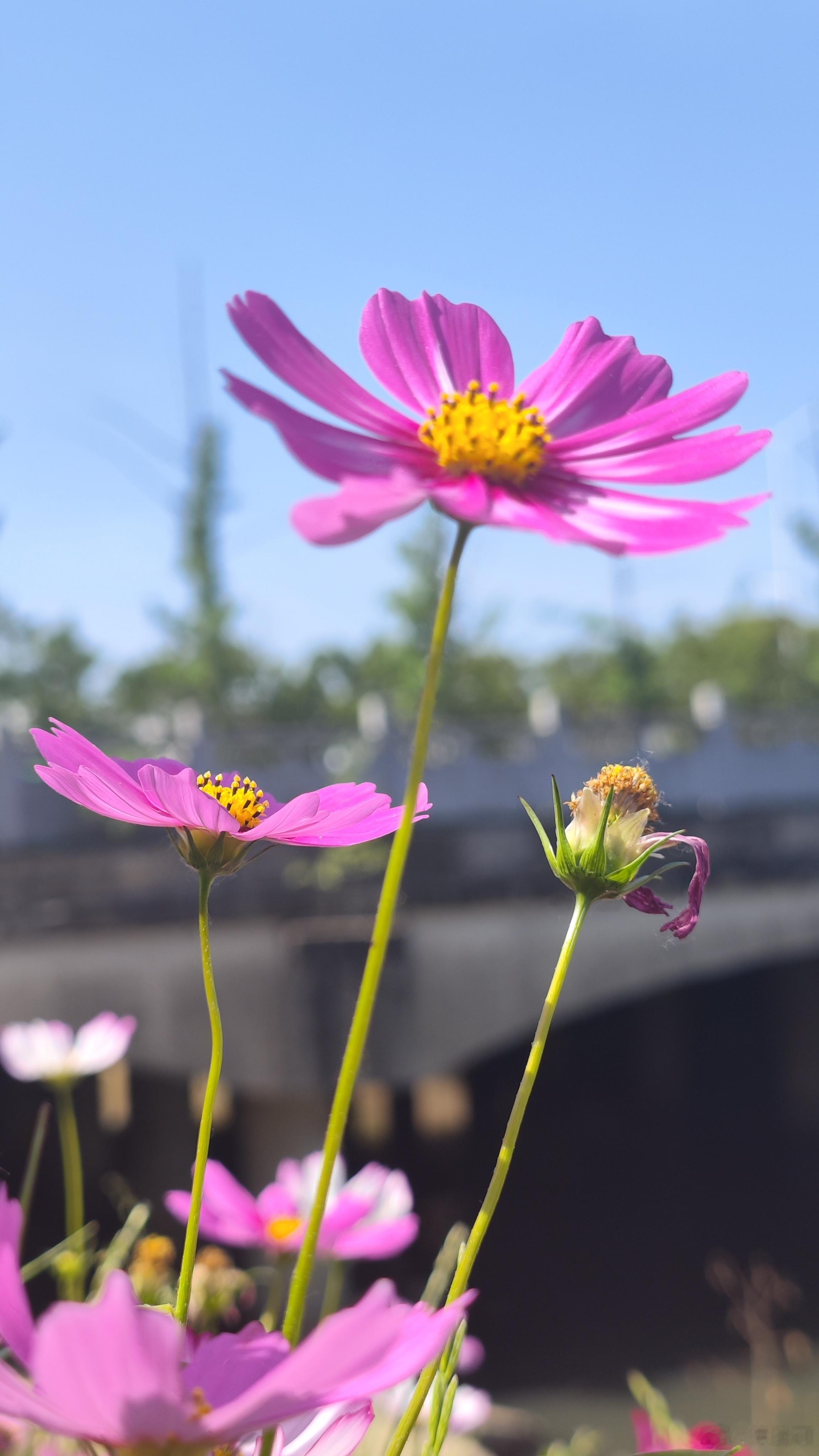 山中人兮芳杜若
