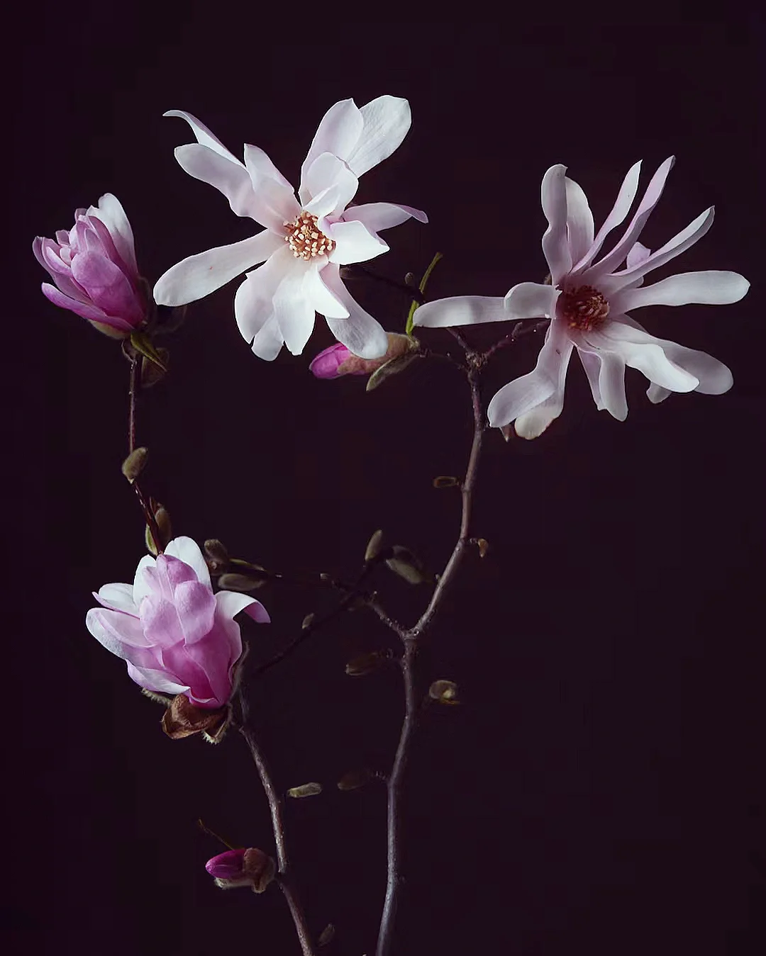 带你每天认识一种花材100｜木兰花