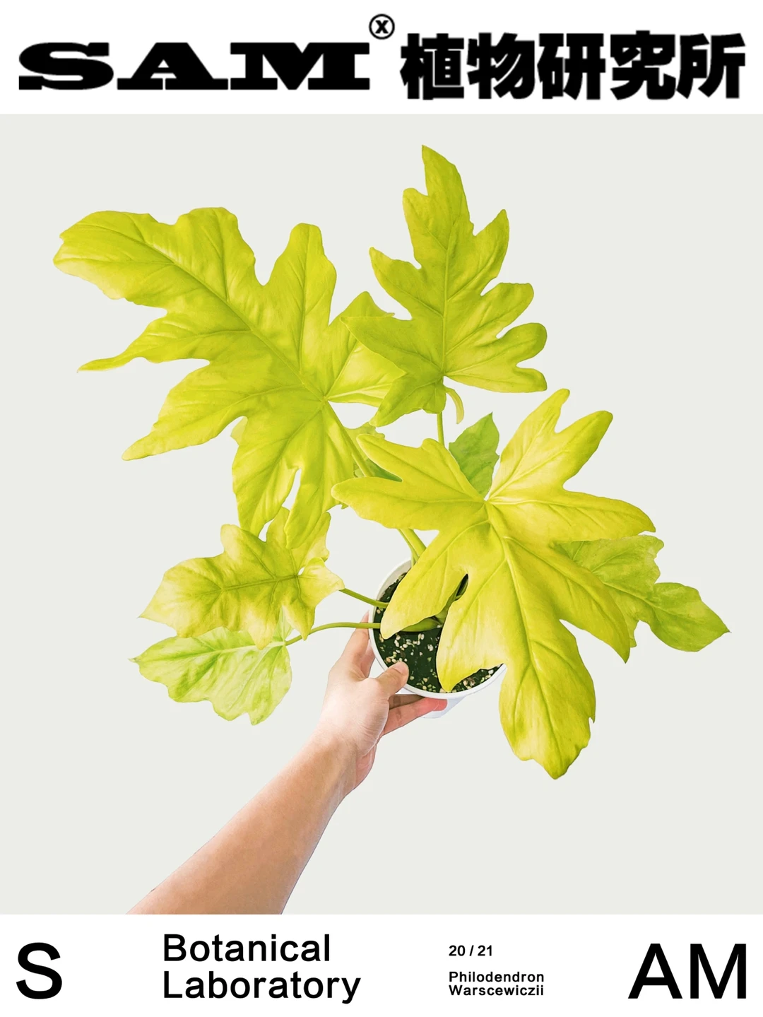 黄金瓦萨维奇｜Philodendron Warscewiczii