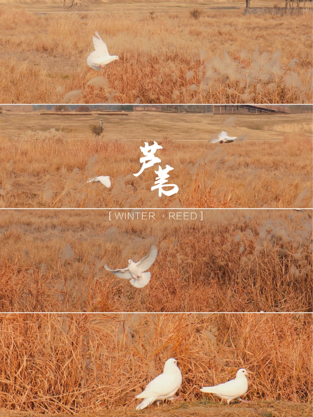 冬天的良渚yyds｜拍不尽的晴好冬日🌾芦苇荡