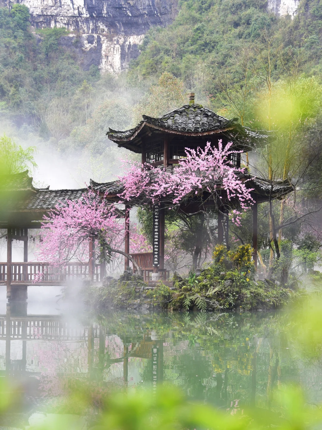 我宣布，今春第一次追🌸成功！酉阳邂逅桃花源