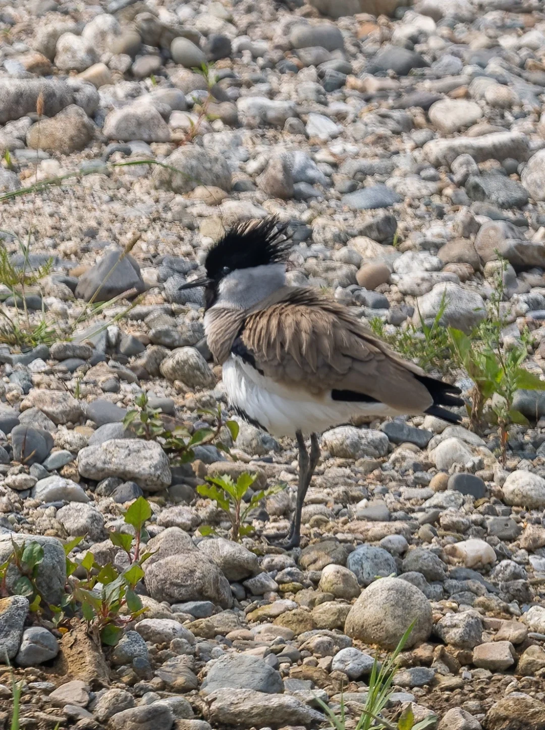 在乱石滩里找鸟有点难