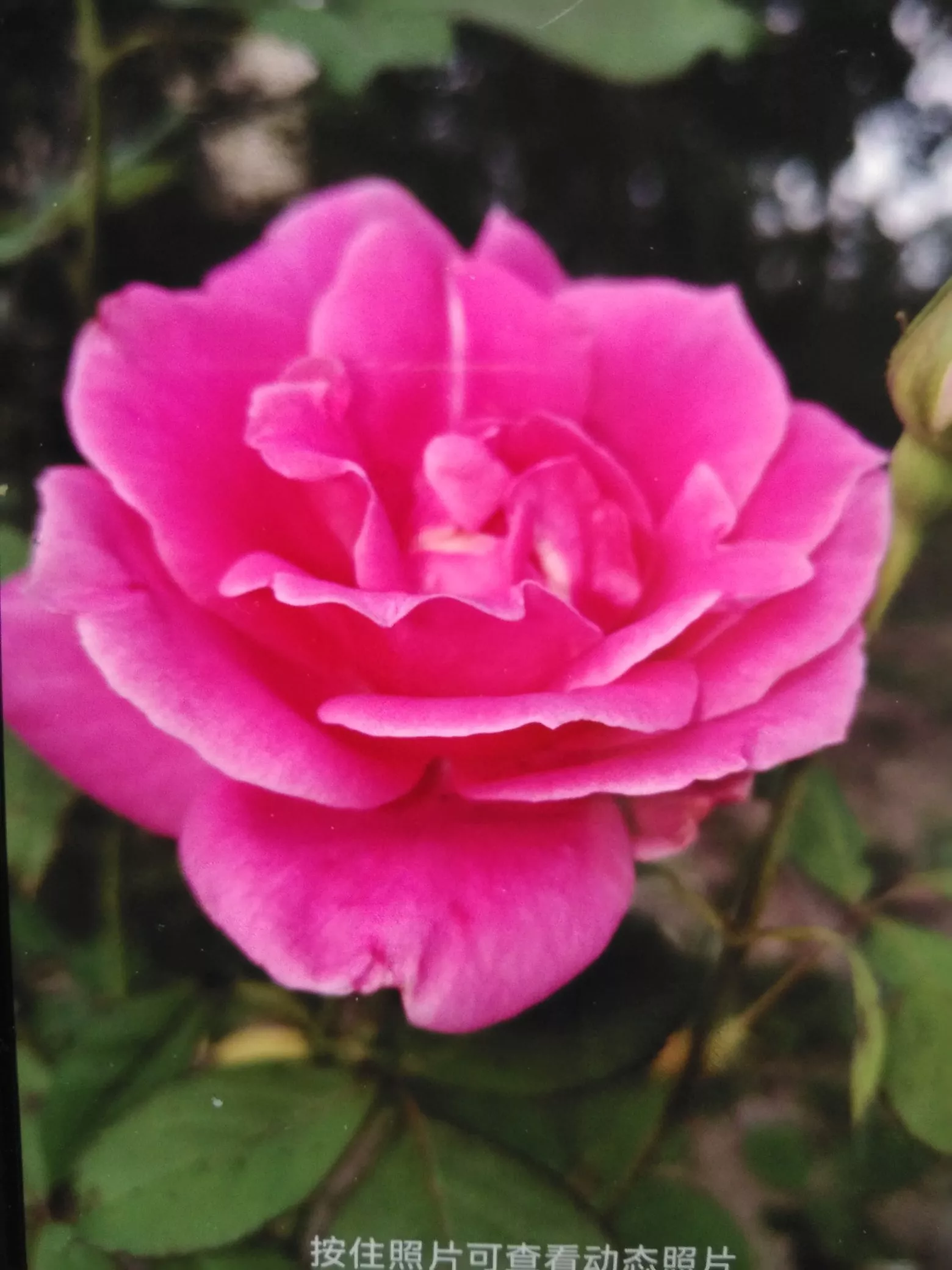 老太太去世了，老头子和老太太说“✘✘我们来生还做夫妻。”老太太脑梗加老...