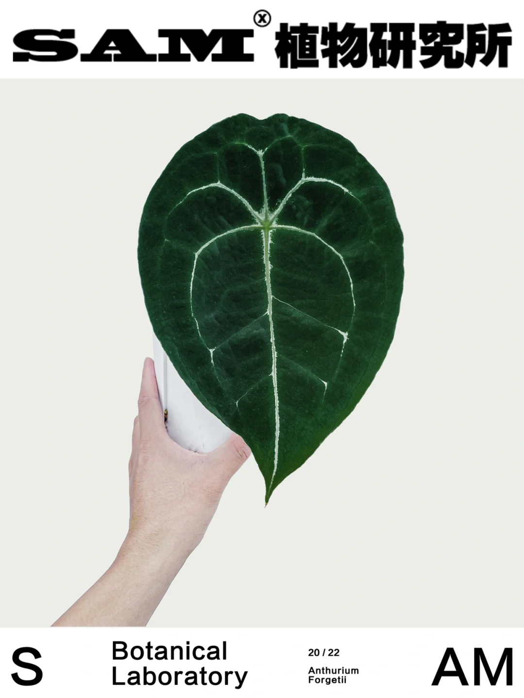 盾叶花烛丨Anthurium Forgetii