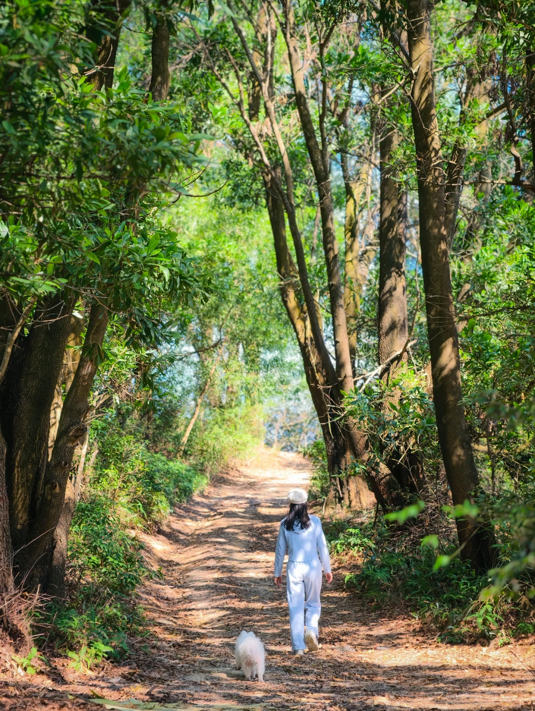 深圳新开休闲级森林绿道🌳，很舒服超出片