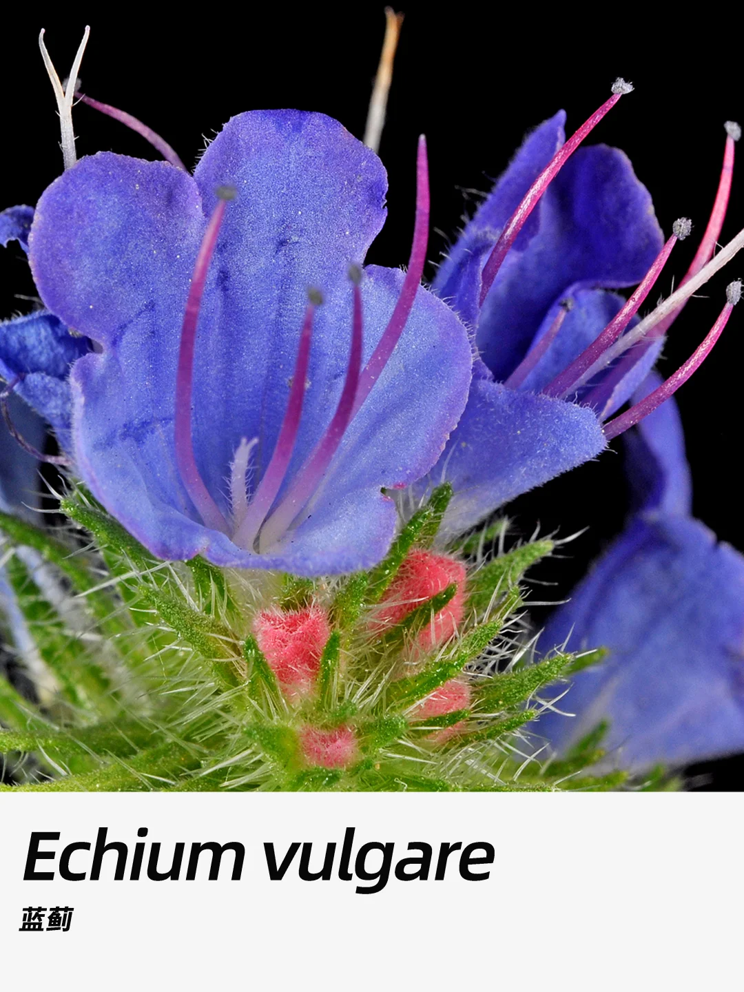 带你每天认识一种花材395｜蓝蓟