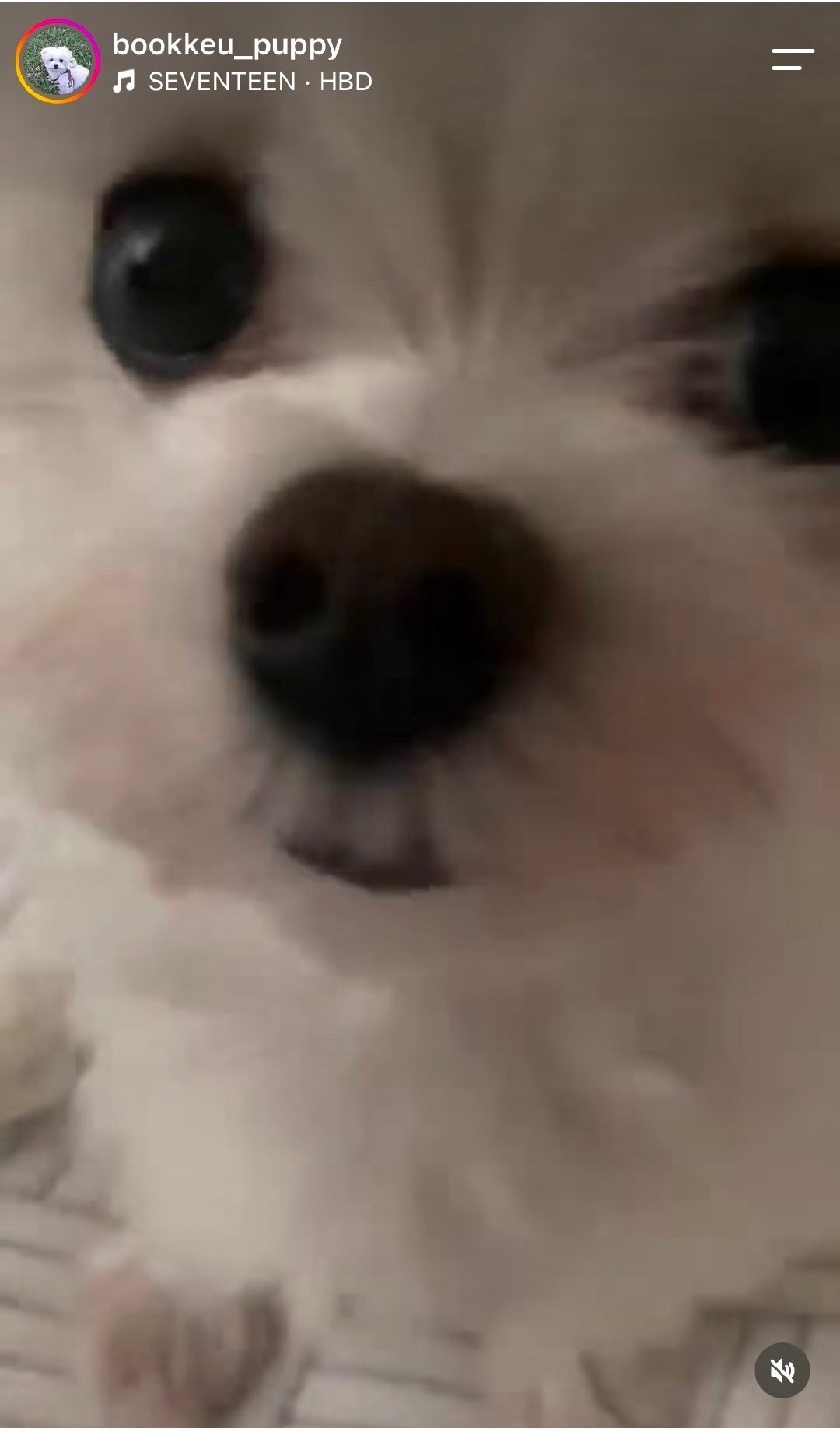 看那年今日才发现今天是补课的生日 那就让我们一起来祝这只小白狗生日快乐吧！ ​