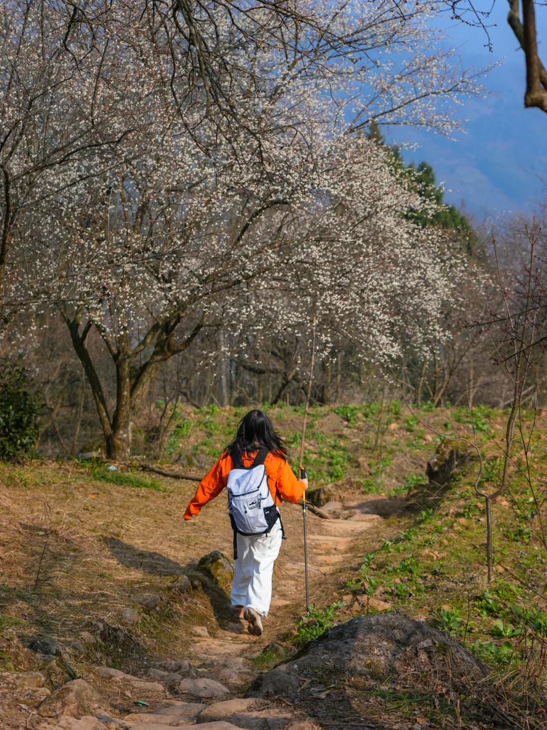 徒步赏梅花🌸这片也开了！趁人少赶紧去！