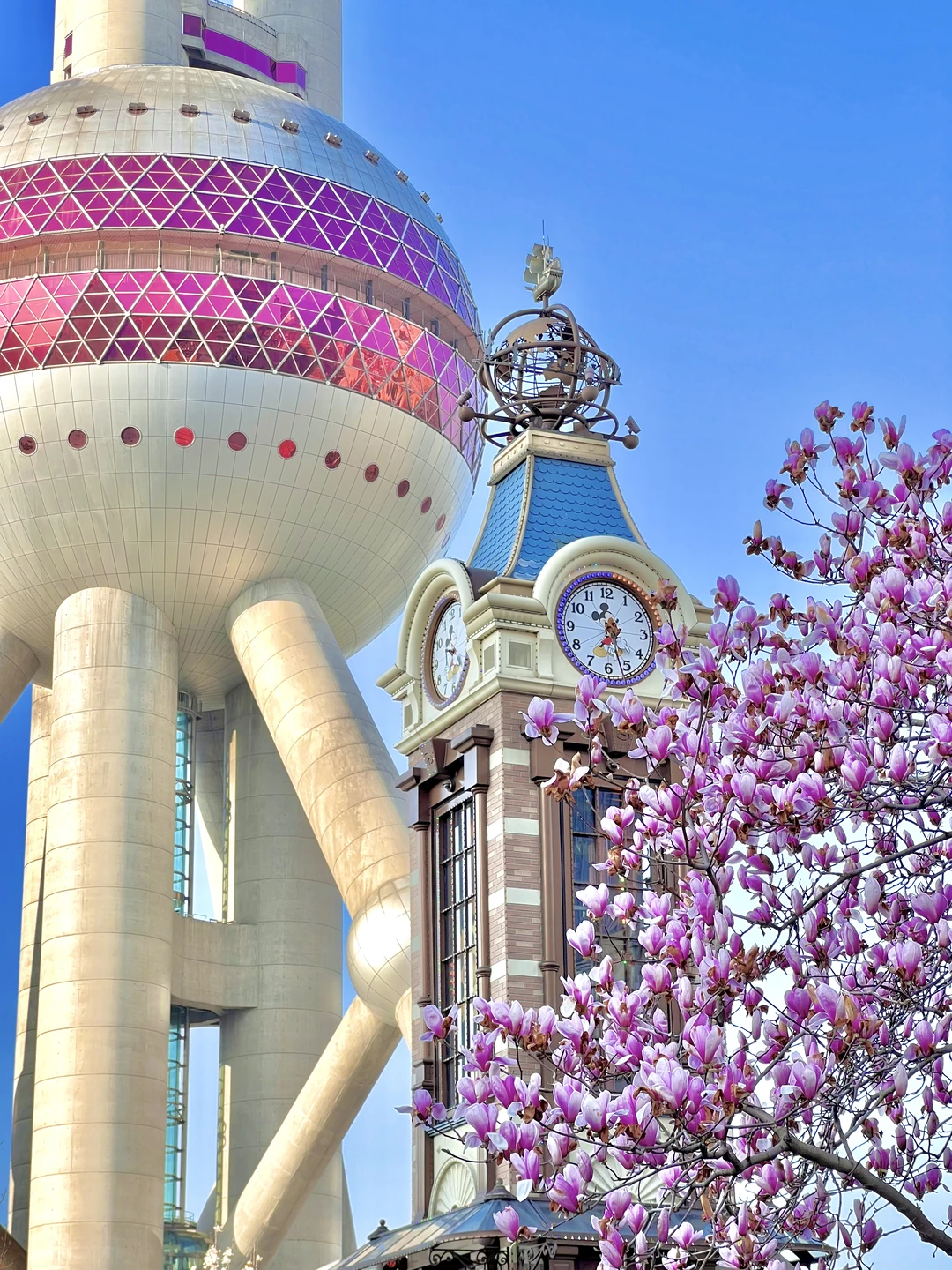 3.14实况！东方明珠下的紫白玉兰同框🌸