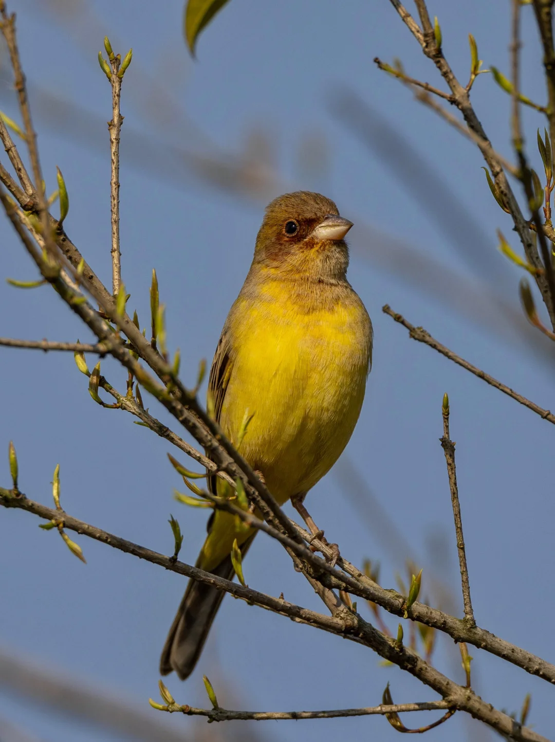 褐头鹀：我需要靠“眼神”确认！
